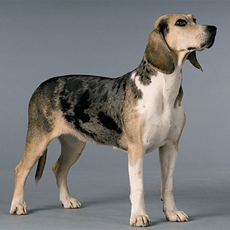 Дункер - фото, цена, характеристика, вес, рост | Породы собак